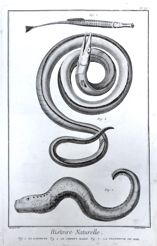 Acuáticos - Histoire Naturelle (Serpiente Marina), Fig. 1. La Lamproye, Fig. 2. Le Serpent Marin, Fig. 3. La Trompette de Mer - Pl. LV
